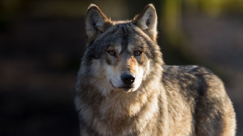 Stichting Wolf Nederland: 