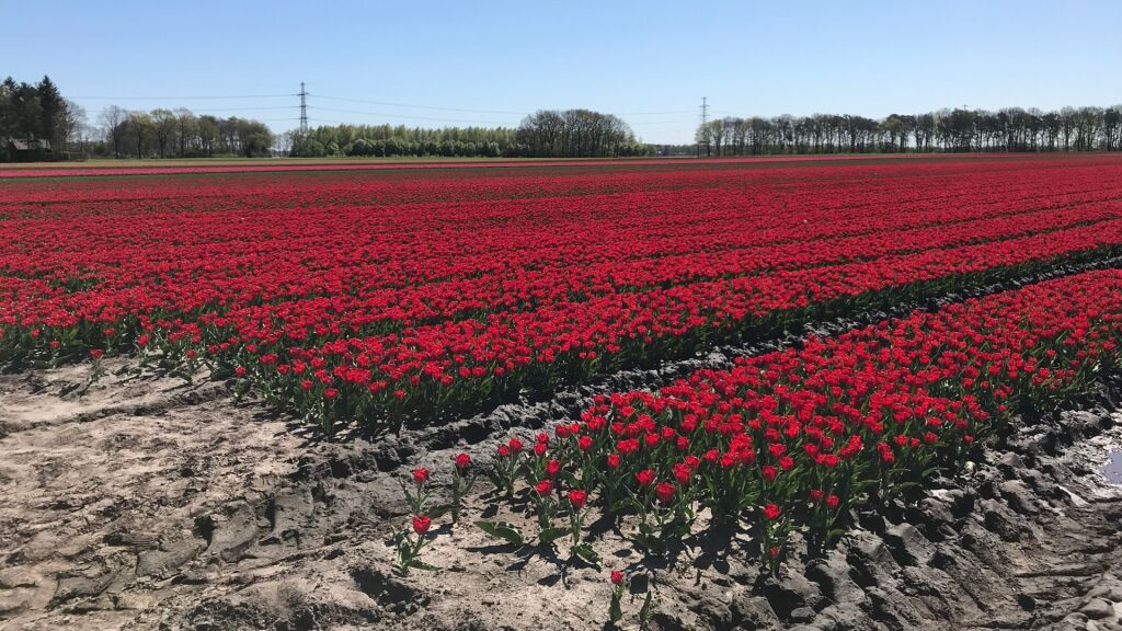 'Uitdijende bollen- en lelieteelt moet aan banden worden gelegd'