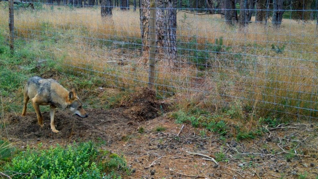 Dode wolf onder verdachte omstandigheden gevonden in Ugchelen