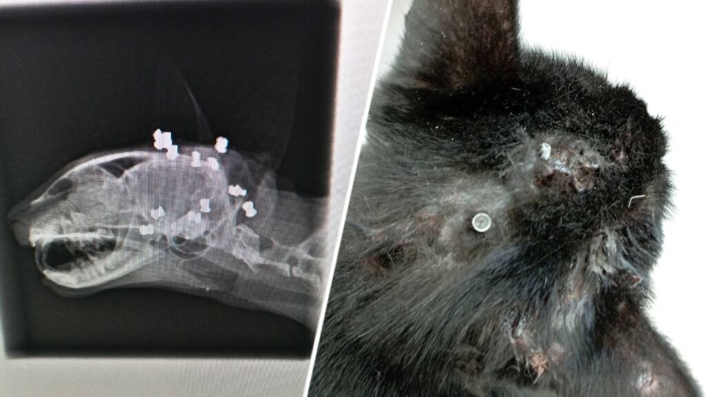 Poes Pip werd 13 keer beschoten met luchtbuks: 'Hopen dat ze het haalt'
