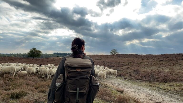 Hoe herder Anita al meer dan twintig jaar haar schapen hoedt op de