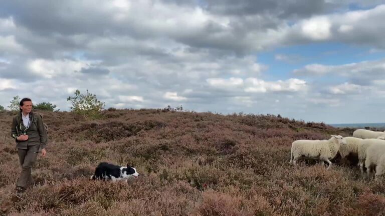 Hoe herder Anita al meer dan twintig jaar haar schapen hoedt op de