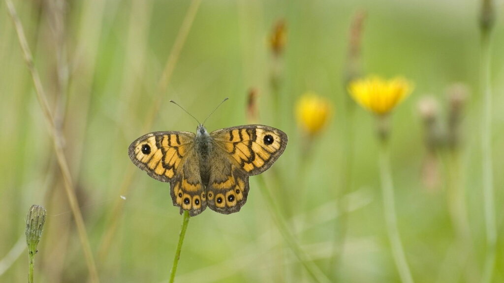 Nieuw natuurgebied: honderden liefhebbers én boer John maken het mogelijk