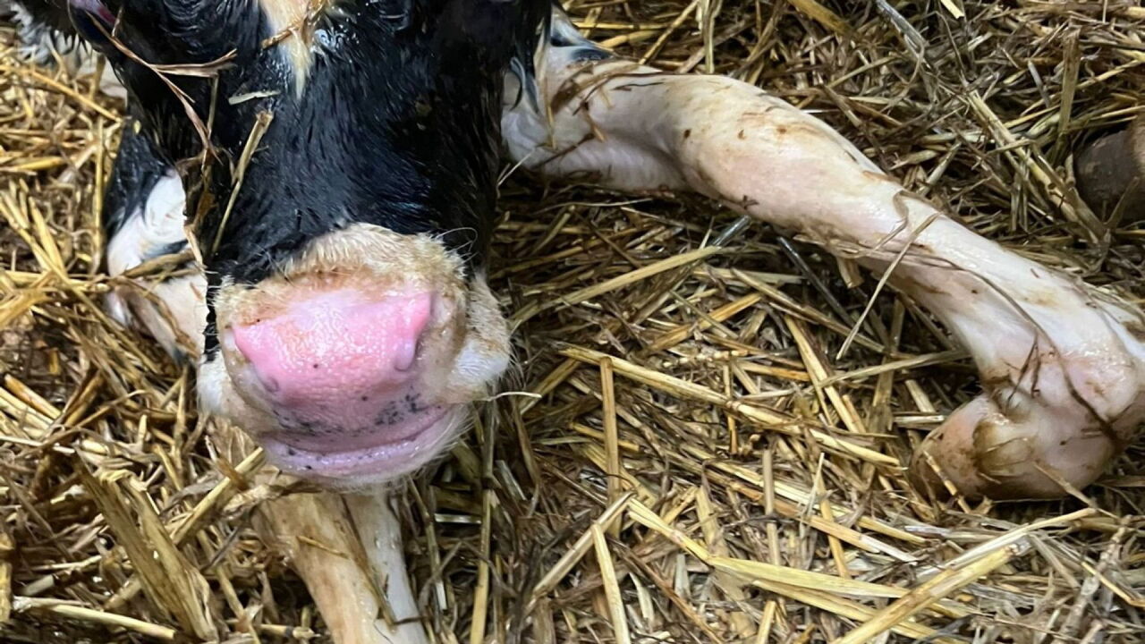 Ook rundveehouders merken gevolgen van blauwtong: 