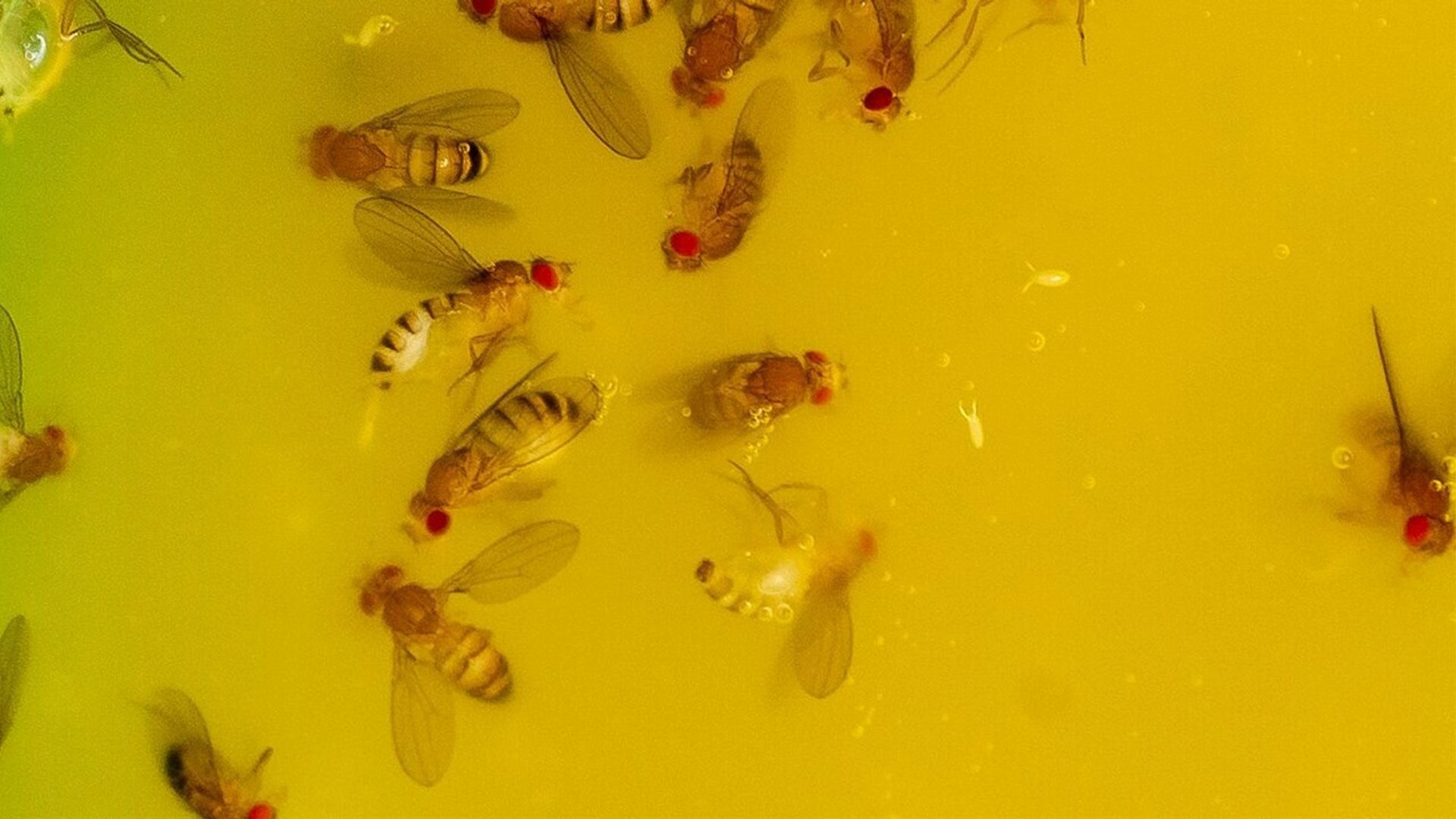 veel last van fruitvliegjes