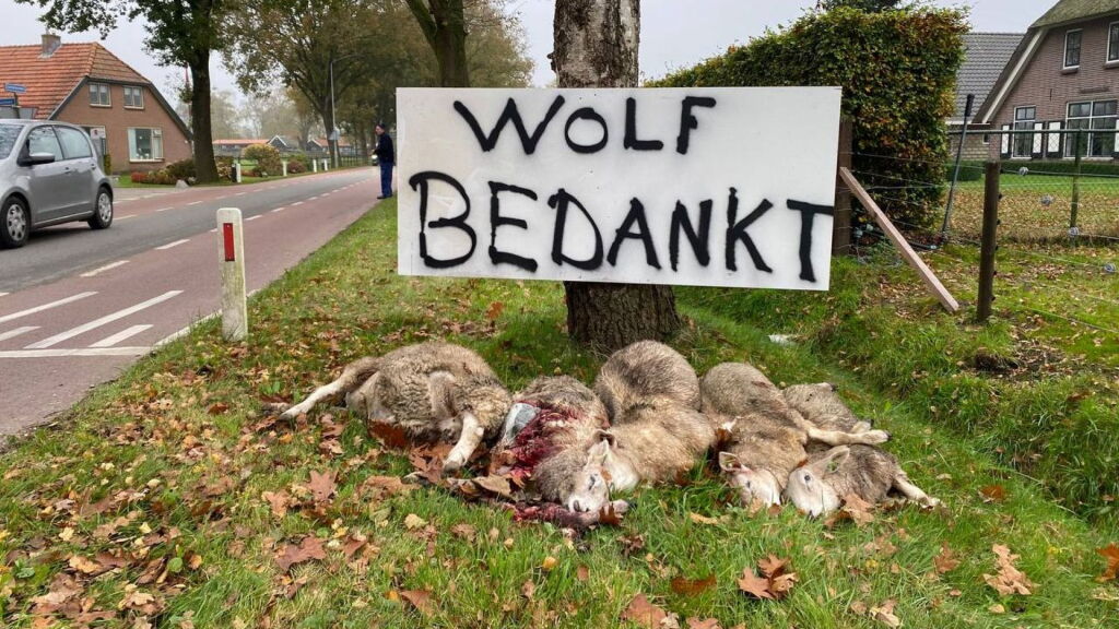 Boer legt dode schapen langs de weg: 'Wolf bedankt'