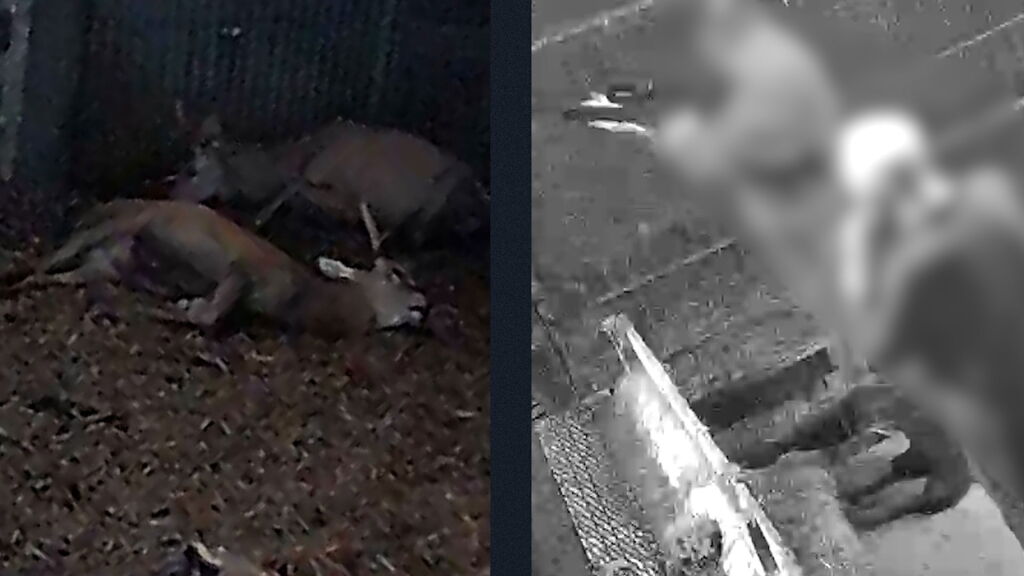 Schokkende beelden op hertenboerderij: 'Dieren sterven in paniek en pijn'