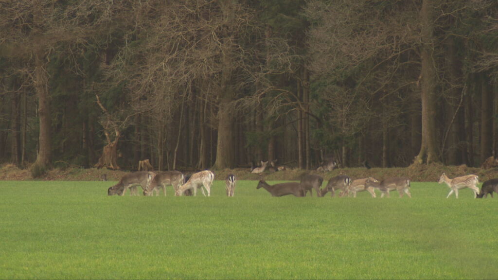 Rechter doet al over een week uitspraak over afschieten damherten bij Oranjewoud
