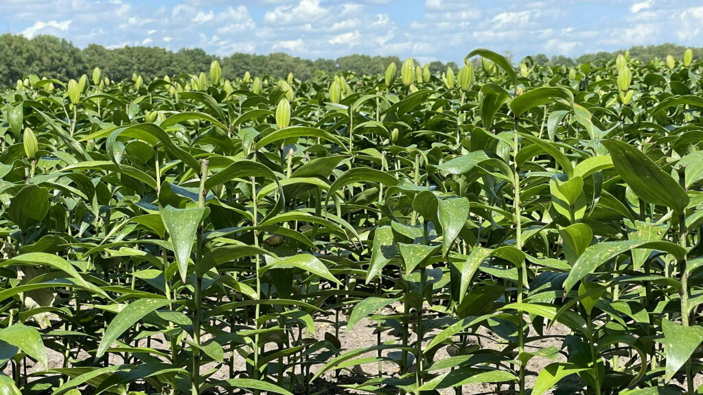 Meten=Weten eist dat Drenthe optreedt bij lelietelers zonder vergunning