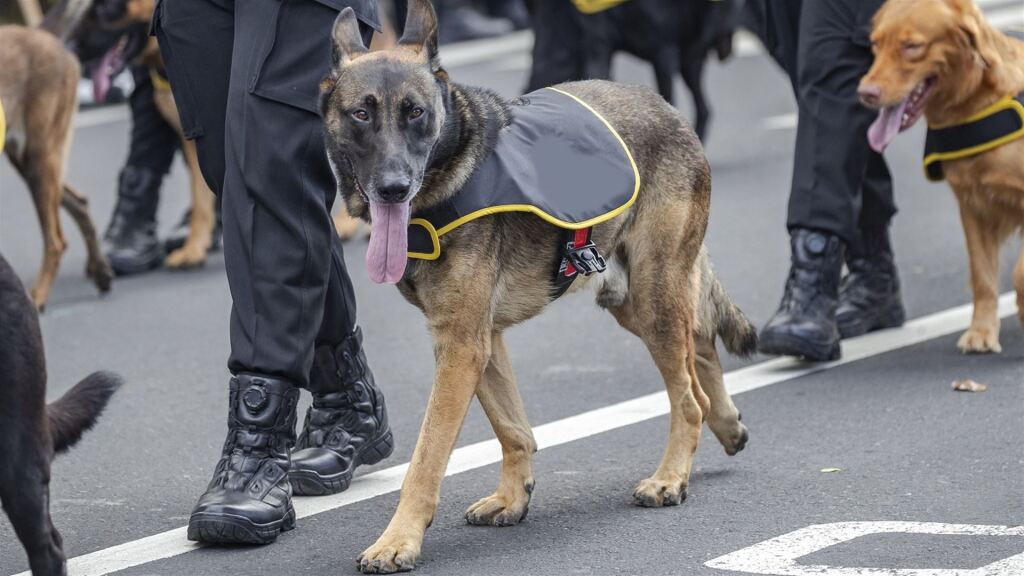 Kritiek op hondenbedrijf na verkoop dieren aan Israël