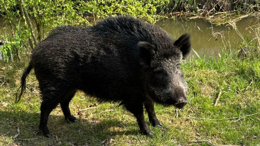 Cor stond tijdens wandeling oog in oog met wild zwijn: 'Heb er even tegen gepraat'