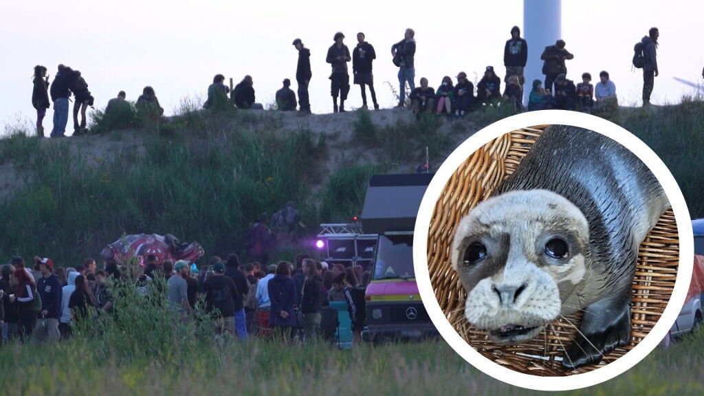 'Bezoekers illegaal feest Borgsweer liepen rond met zeehondenpup'