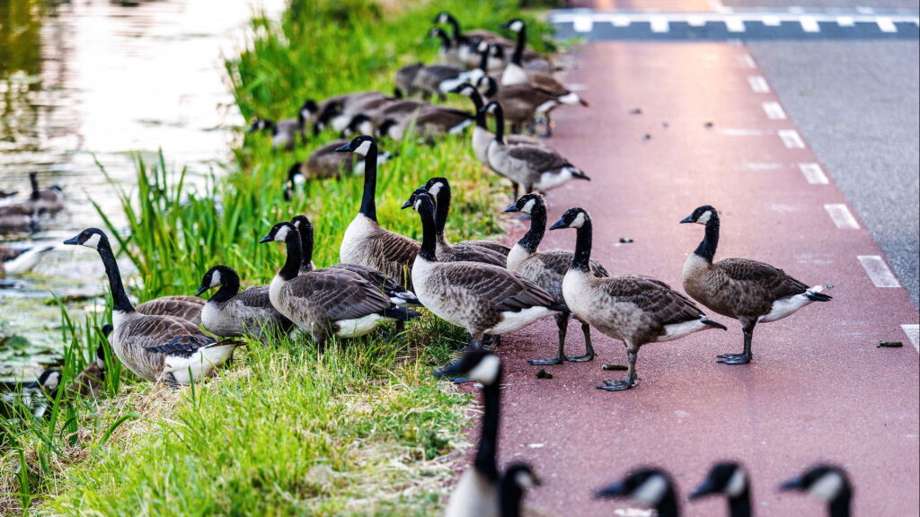 Te veel ganzen: provincie wil ze afschieten, opeten en eieren in nesten niet uit laten komen