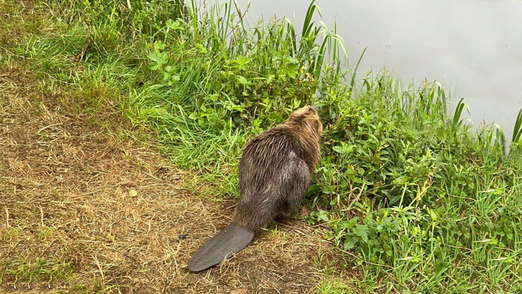 Define Bever Bever uit Oldambtmeer is gevangen en verplaatst naar Westerwolde