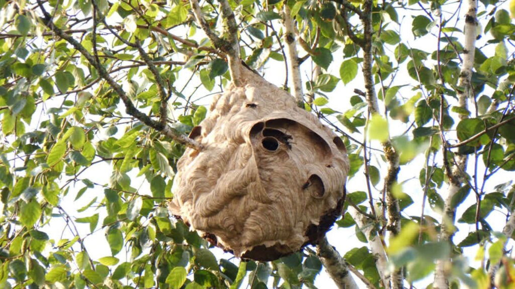 Invasieve hoornaar vreet zich door Gelderland