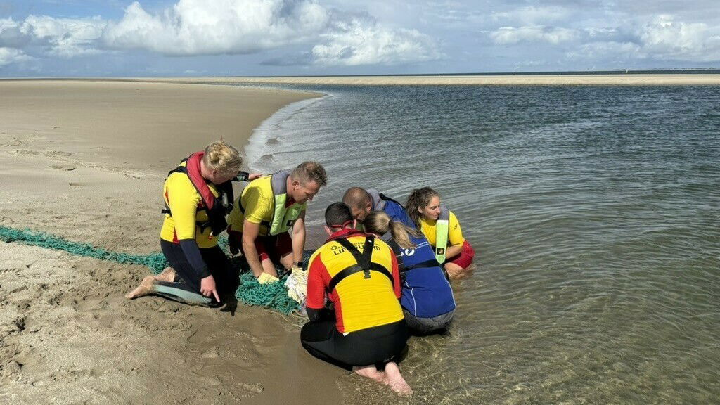 Zeehond bevrijd van lang stuk touw om nek