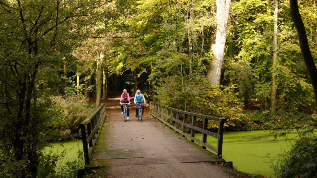 In vijf jaar 18.000 bomen gekapt: nieuw plan moet bomen in Den Haag beter beschermen