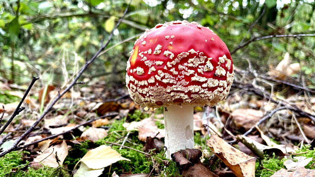 Hier kun je nu van genieten tijdens een mooie herfstwandeling: 