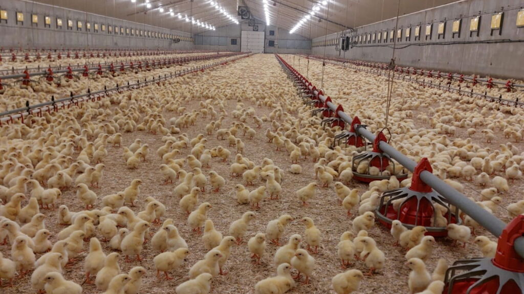 Vogelgriepuitbraak in Kinrooi legt ook kippenbedrijf van Johan stil: 'We missen een hele ronde'