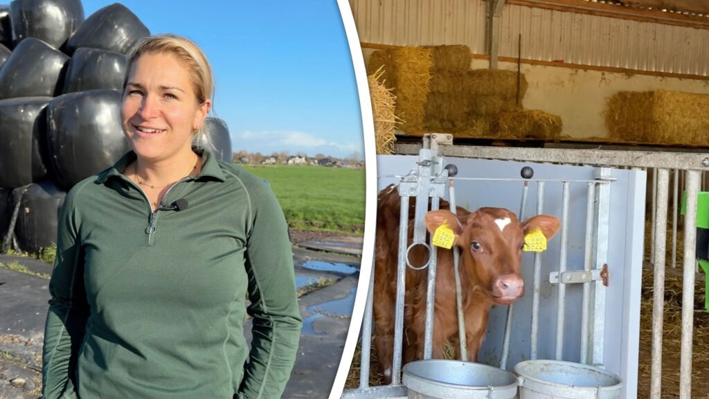 Iris stopte met school om boer te worden: ‘Ik werk liever met dieren dan met mensen’