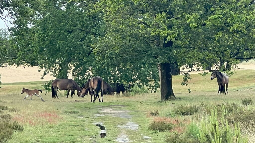 Waarschuwing voor niet voldoende beschermen exmoorpony's in Drents-Friese Wold tegen wolf