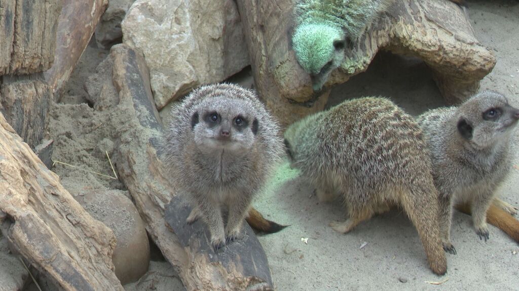 Almere Jungle viert 10-jarig bestaan: 'Een plek waar mens en dier elkaar helpen'