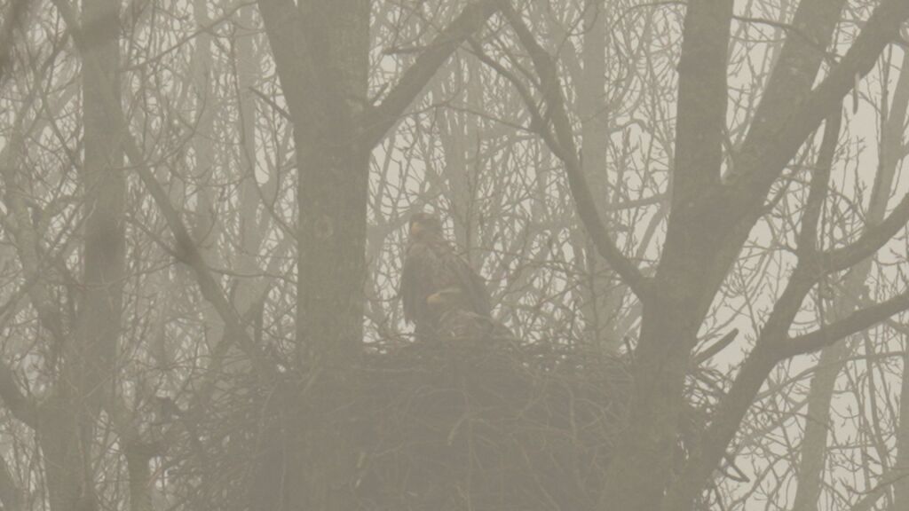 Flevoland blijft kraamkamer van de Nederlandse zeearend