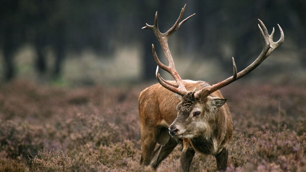 Edelhert loopt mensen omver bij marathon: 'Zeldzaam ongeval'