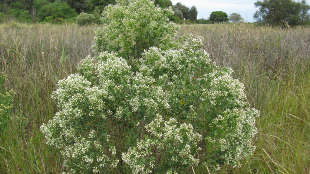 Exotische struik in duingebied wordt kop ingedrukt