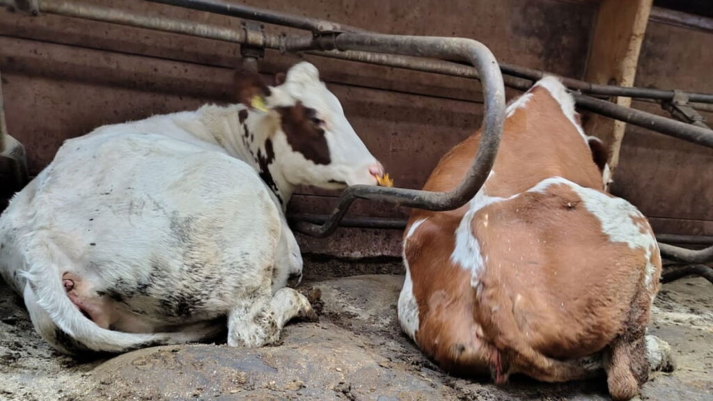 Ernstige verwaarlozing: 38 runderen weggehaald bij veehouder