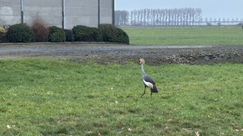 Kraanvogel Martin gaat graag op avontuur in Heikant: 'Dan zit zijn vrouwtje thuis te huilen'